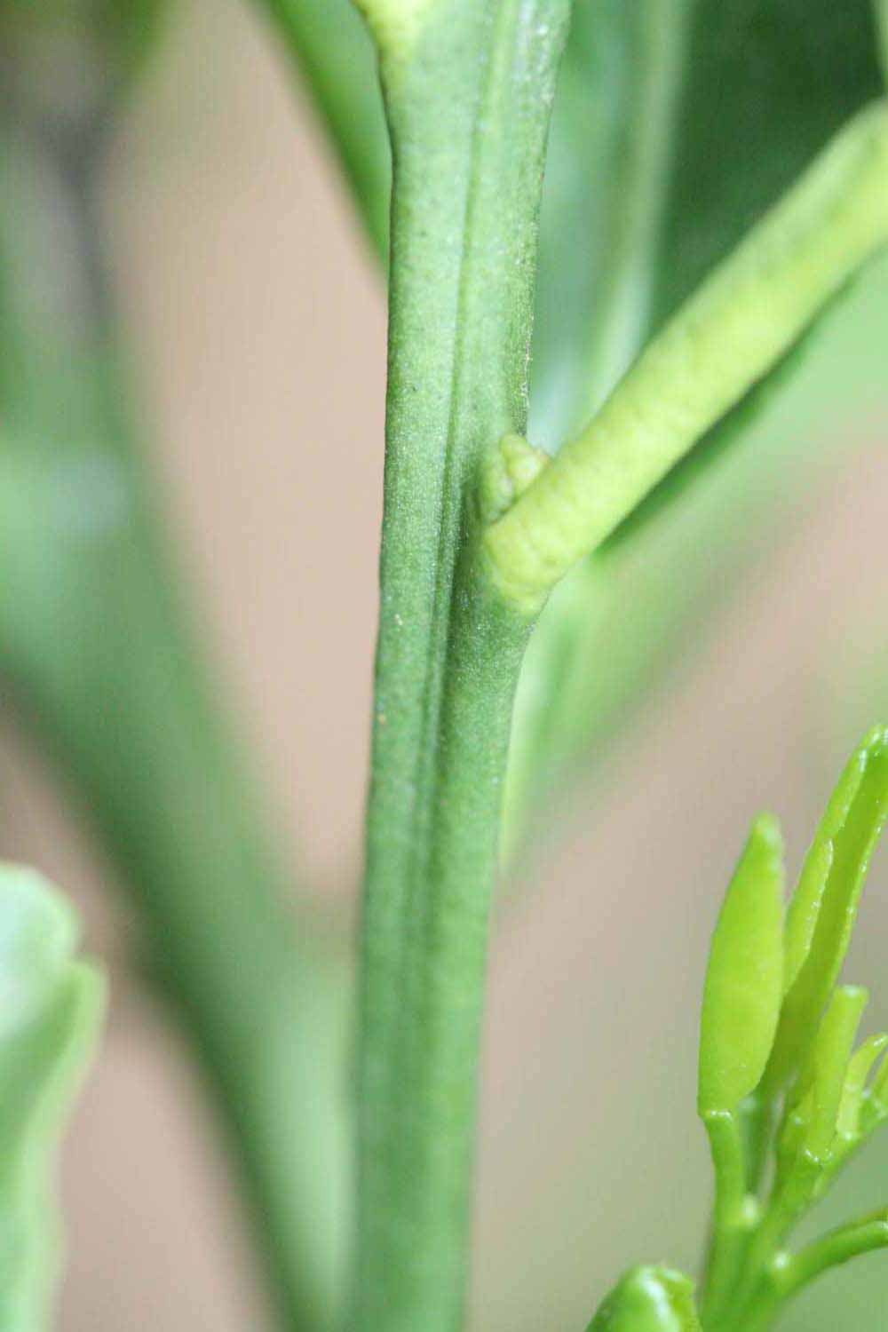            First year twig (Riverside, CA)   